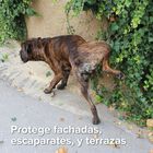 Beaphar Spray anti-urinação para cães e gatos, , large image number null